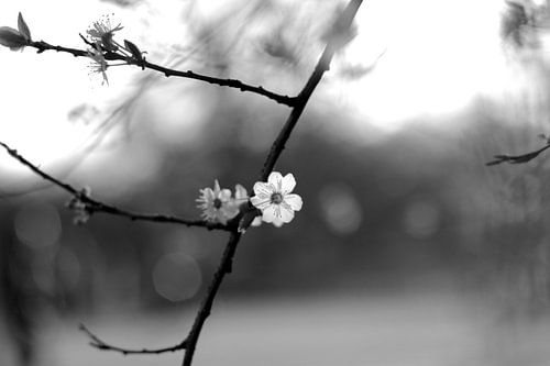 Fleur de printemps