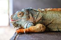 Grün-blauer und orangefarbener Leguan auf grauem Hintergrund von WorldWidePhotoWeb Miniaturansicht
