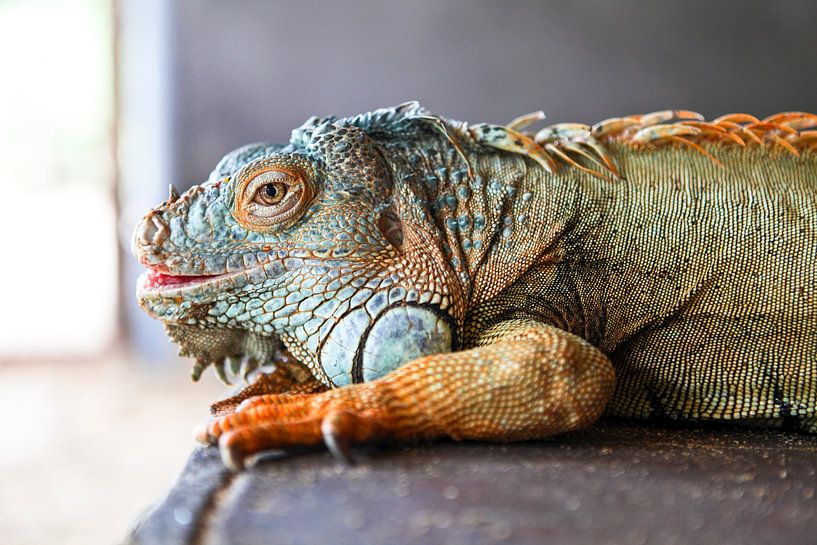 Grün-blauer und orangefarbener Leguan auf grauem Hintergrund von WorldWidePhotoWeb