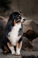 Berger australien Caleb