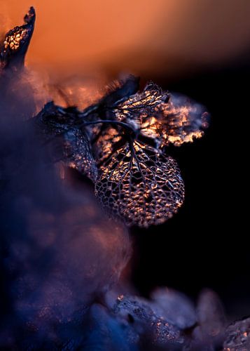 Hortensia Zonsondergang Warme Kleuren