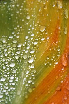 Gouttes de pluie sur une feuille de lys canna sur Werner Lehmann