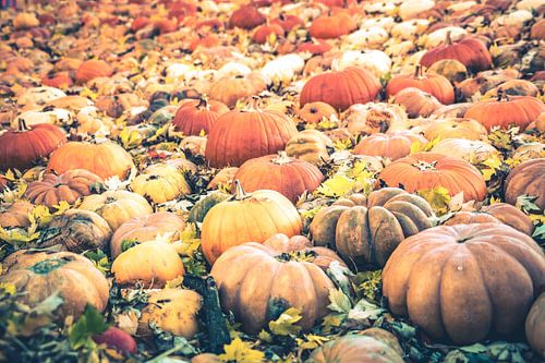 Le pays des citrouilles sur Thomas Grünewald