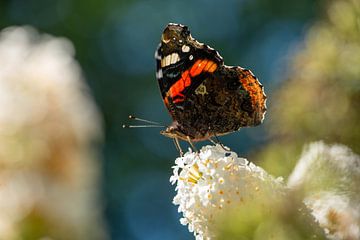 Atalanta auf weißem Schmetterlingsstrauch von Jan Fritz