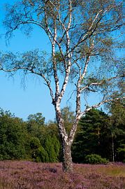Birke in Heidekraut von Anita van Hengel