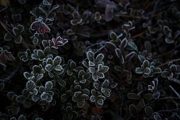IJsbloemen van Paula S. Photographie