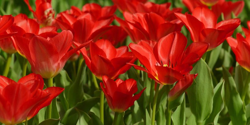 Tulips by Violetta Honkisz