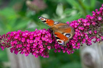 Pauw vlinder op een zomer sering van Animaflora PicsStock