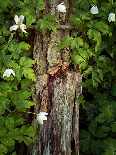Circle of life in the forest