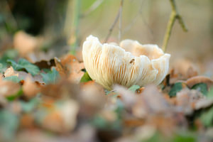 Beige Pilz