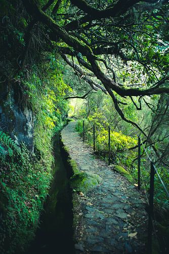 levada in madeira