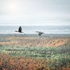 Vliegende Aalscholvers van Smeenk Fotografie