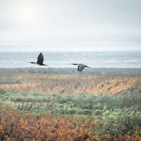 Vliegende Aalscholvers van Smeenk Fotografie