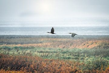 Flying Cormorants by Smeenk Fotografie