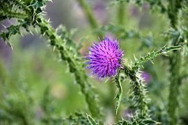 Un chardon en fleur. sur Jurjen Jan Snikkenburg