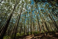 Tall trees touching the sky