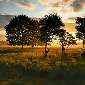 Magnifique lever de soleil dans les Bargerveen sur Stefan Wiebing Photography