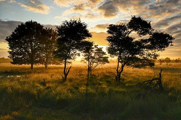 Prachtige zonsopkomst in het Bargerveen van Stefan Wiebing Photography