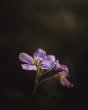 Petites fleurs violettes sombres et lunatiques sur Sandra Hazes