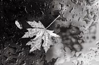 Herfstblaadje in zwart-wit tegen waterdruppels