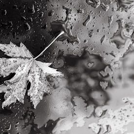 Herfstblaadje in zwart-wit tegen waterdruppels van Stefania van Lieshout