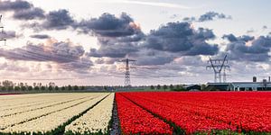 Tulpenfeld bei Sonnenuntergang.