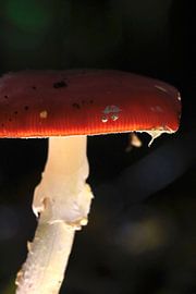 Märchenhafter Fliegenpilz von Thomas Jäger