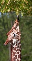 Netgiraffe, of Somalische giraffe : Diergaarde Blijdorp