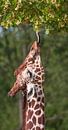 Netgiraffe, of Somalische giraffe : Diergaarde Blijdorp van Loek Lobel thumbnail