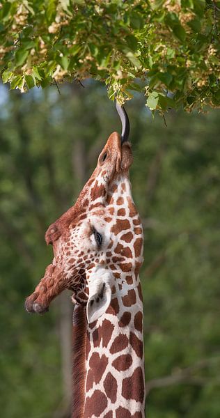 Netgiraffe, of Somalische giraffe : Diergaarde Blijdorp van Loek Lobel