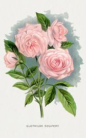 Pink Rose (Clothilde Soupert) (c. 1900) | Botanical Illustration by Timeless Artworks