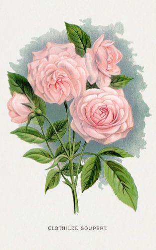 Rose rose (Clothilde Soupert) (vers 1900) | Illustration botanique