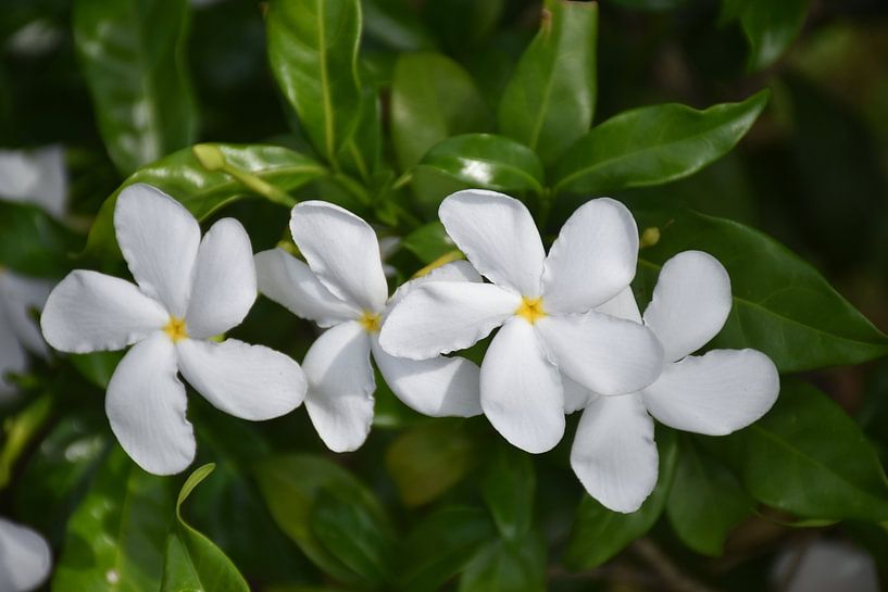 Ein blühender Baum im Park von Claude Laprise
