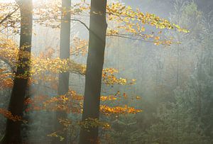 Herbst von Loulou Beavers