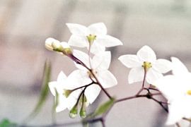 ikebana by fantasina