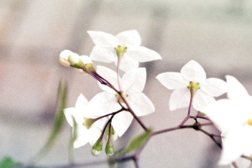 ikebana