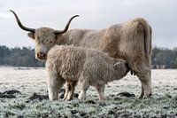 Scottish Highlander with calf