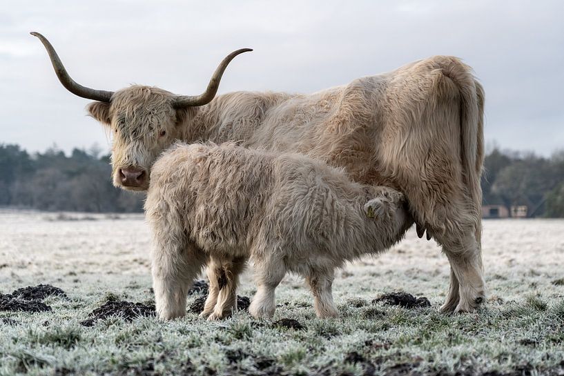 Schottischer Highlander mit Kalb von Durk-jan Veenstra