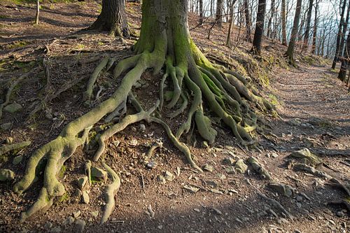 An old tree. Rooted in the earth 2