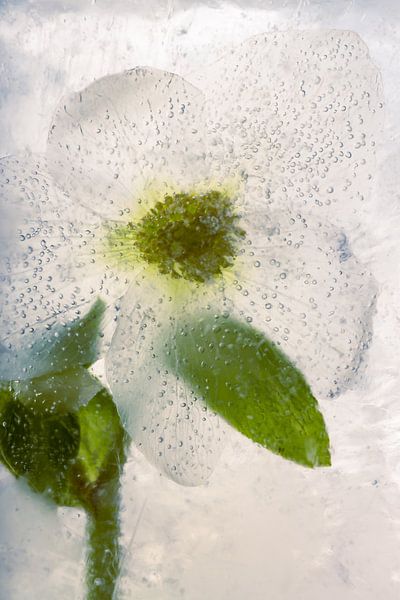 Witte kerstroos in ijs 2-2 van Marc Heiligenstein