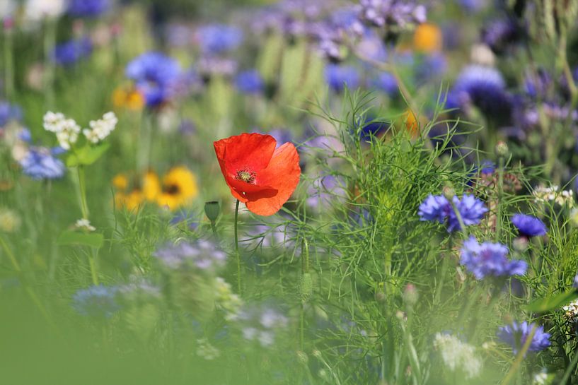 1 fleur rouge au milieu d'un champ de fleurs violettes par Mila van Pijkeren