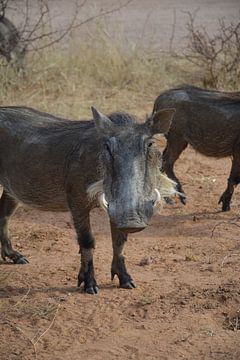 Zwijn von Belinda Buskermolen