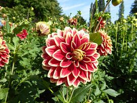 Flower Island by Matthias Spartz