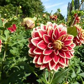 Blumeninsel von Matthias Spartz