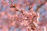 Cerisier en pleine floraison au printemps par Klaas Dozeman Aperçu
