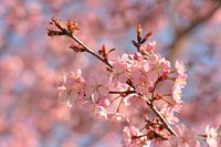 Cherry blossom in full bloom in spring