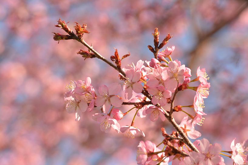 Cerisier en pleine floraison au printemps par Klaas Dozeman