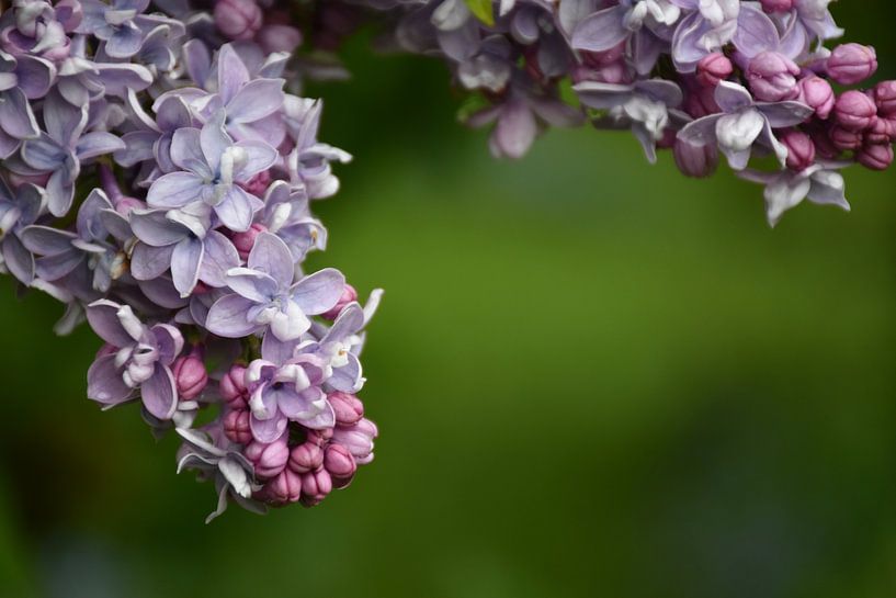 Lilacs in bloom in the garden by Claude Laprise