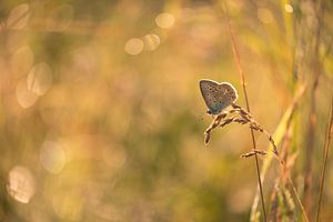 Schmetterling: Ikarusbläuling (Polyommatus icarus) mit Bokeh