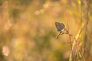 Vlinder: icarusblauwtje (Polyommatus icarus) met bokeh